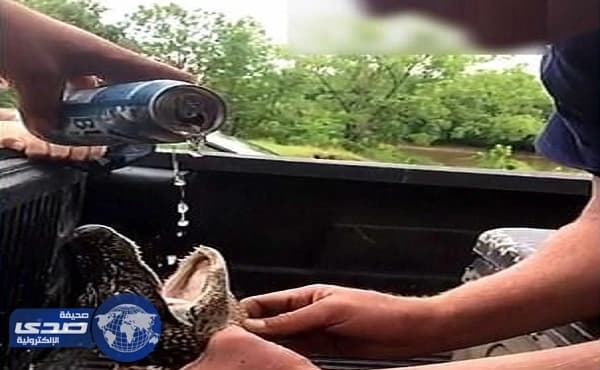 بالصور.. شابان يجبران تمساح على تناول البيرة
