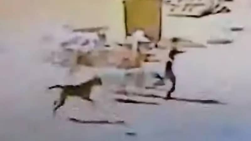 شاهد.. كلاب ضالة تهاجم طفلا في تبوك