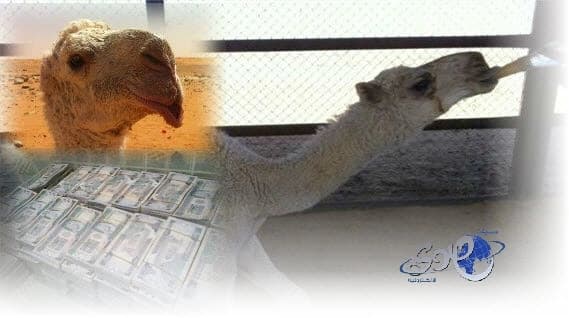 من سلالة " الكنق" : السعوديه تشهد صفقة بيع أغلى حوار ناقة بالعالم