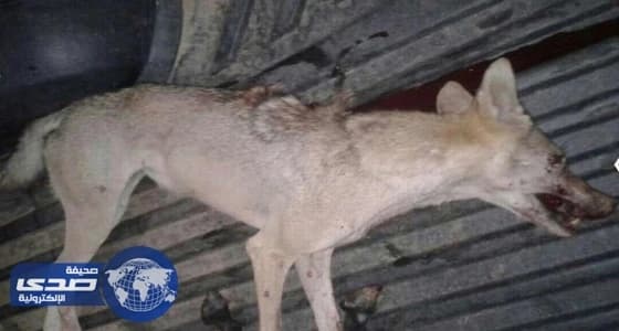 مواطن ينقذ جاره من بين أنياب « ذئب مفترس » بالليث