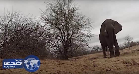 بالفيديو.. فيل يسرق كاميرا من مرشد سفاري