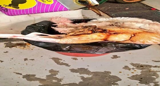 بالصور.. إعدام ذبيحة مصابة بالجدري بنجران