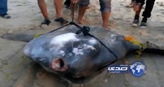 العثور على سمكة غريبة برمائية بغزة عاشت ساعة ونصف خارج المياه