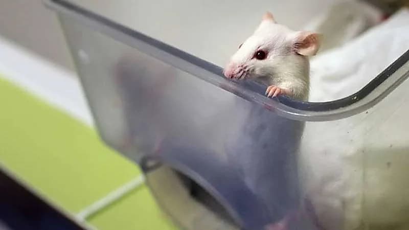 التحقيق في احتمال إصابة امرأة بكورونا جرّاء عضة فأر