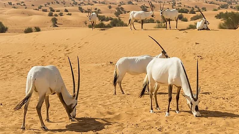 بالفيديو.. الحياة الفطرية: افتتاح المحميات للزوار عبر منصة فطري