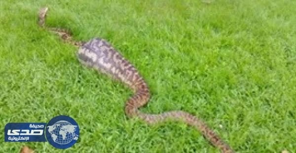 بالفيديو.. أفعى ضخمة تبتلع كنغراً صغيراً