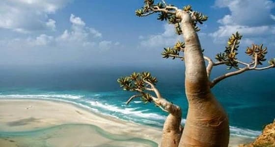 " سقطرى " .. عبث بالتاريخ لتشويه الإمارات " بفعل فاعل "