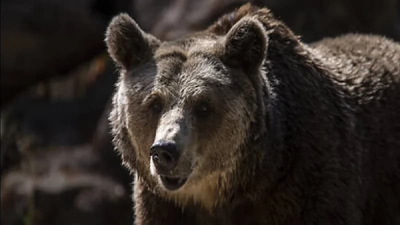 شاهد.. أم تتجرد من مشاعرها وترمي طفلها في حظيرة الدببة