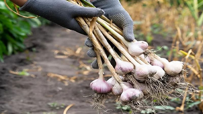 الخضيري: الثوم الحساوي يعالج السرطان كذب