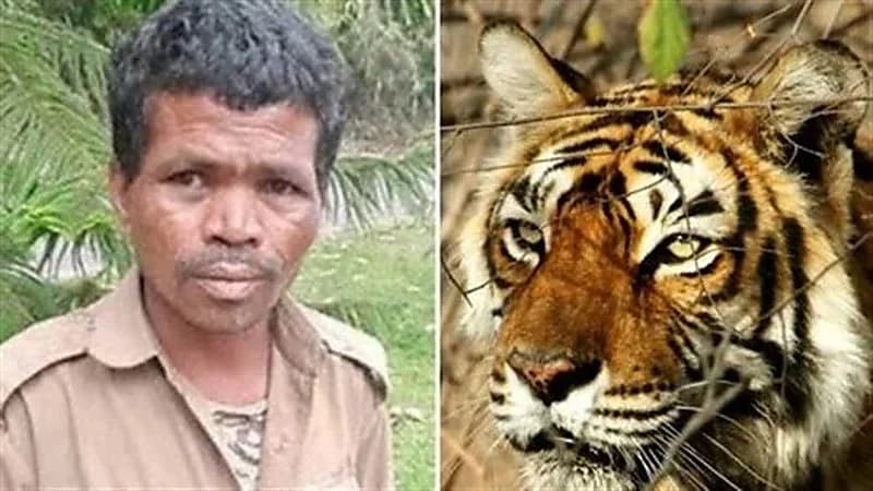 أنثى نمر تهاجم حارس حديقة حيوانات وتلتهم جسده حتى الموت