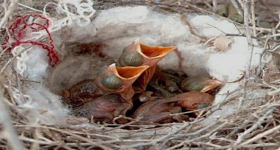 نصائح بعدم صيد الطيور البرية المحلية خلال مرحلة التزاوج.. فبراير