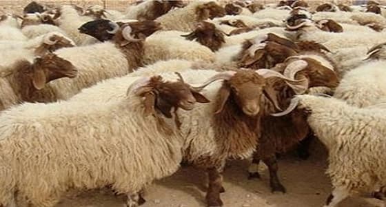 بيطري يحذر من كارثة تصيب الأغنام مع بدء انخفاض الحرارة