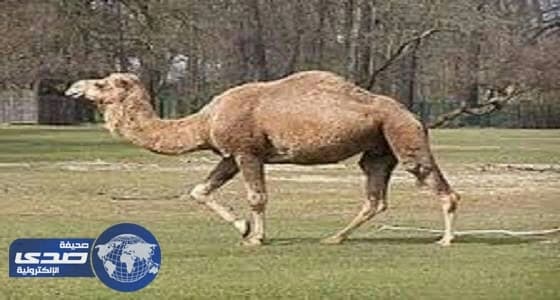 امريكية تقاضي مسؤولي موقع سياحي بسبب عضة جمل