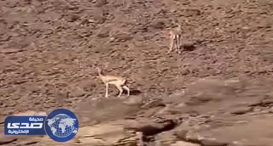 بالفيديو.. نجاة شابان من الموت خلال اصطياد فريسة