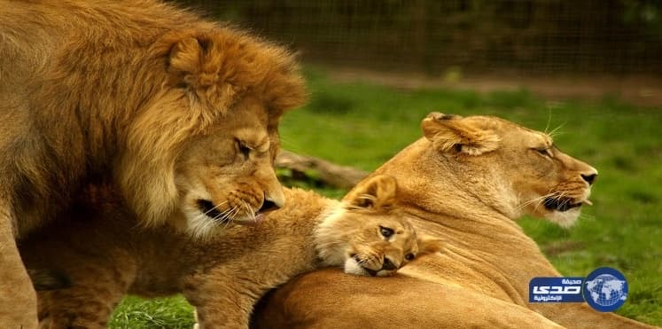 " ديدي " الصينية المنافسة لـ " أوبر " تدخل سوق المملكة