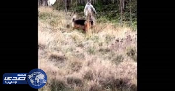 بالفيديو.. مشاجرة بين كلب وكنغر تستدعي تدخل الشرطة لفصلهما