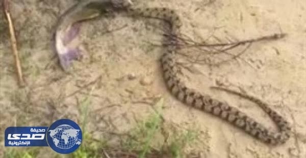 بالفيديو.. طفل يصطاد سمكة يلتهمها ثعبان