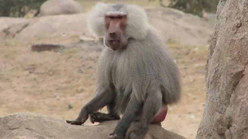 قرود تغزو شوارع مدينة عسير