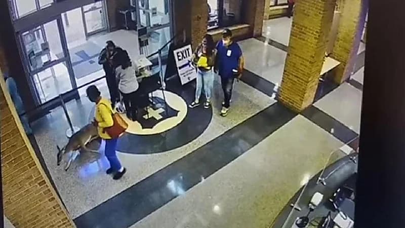 بالفيديو..غزال يقتحم مستشفى ويفاجئ المرضى