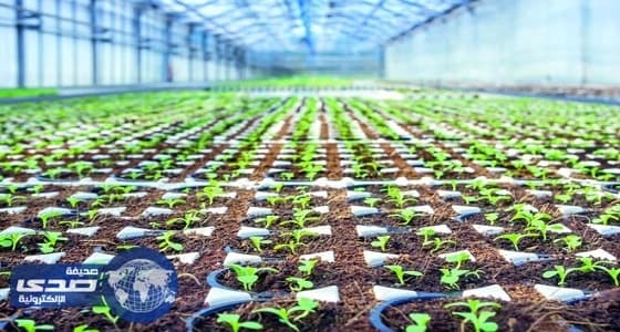 143 مزرعة عضوية وتقليدية تحت التحول في المملكة