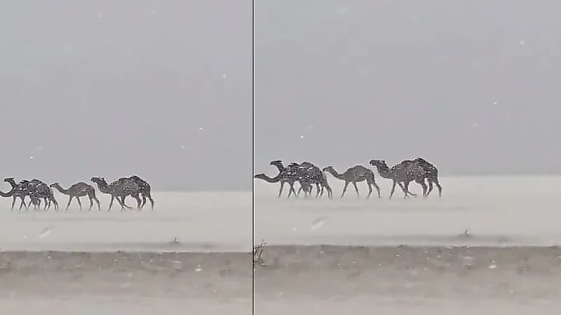 مشهد نادر.. جمل تحت عاصفة مطرية وبردية جنوب الحناكية ..فيديو