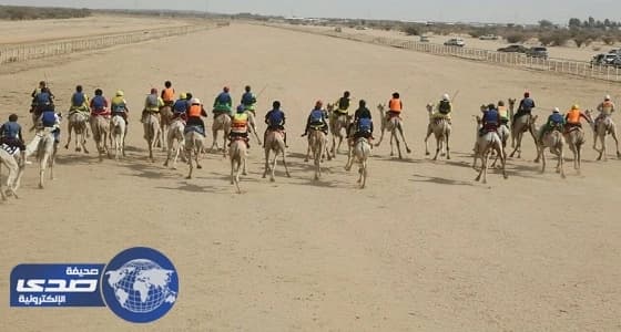 بالصور.. اختتام سباقات الهجن للمصيف