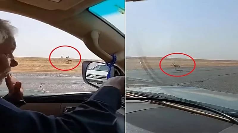 شاهد.. رد فعل مواطن عندما شاهد قطيع غزلان بالقرب من أحد الطرق السريعة