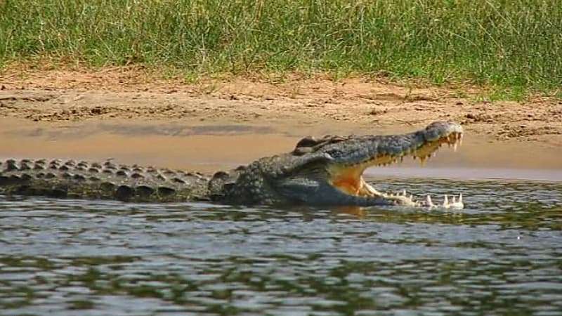 تماسيح مفترسة تفتك بمسنة