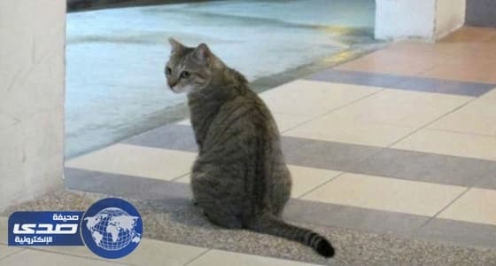 بالفيديو.. ماكينة صراف آلي بجدة تخرج «قطة» بدل الأموال