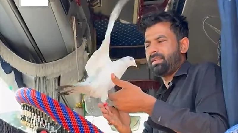 حمامة صديق سائق باكستاني يسافر معه من تبوك إلى جميع مدن المملكة.. فيديو