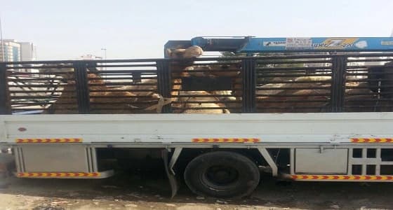 بالصور.. التحفظ على 5 جمال جاهزة للذبح العشوائي بـ " المسفلة الفرعية "