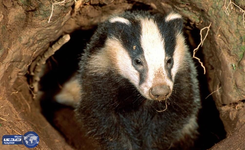 بالفيديو.. حيوان الغرير يحفر لدفن بقرة .. والسبب!