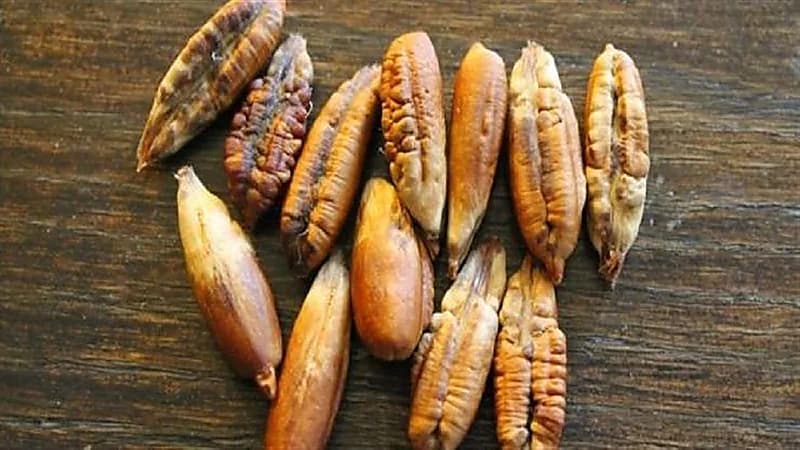 كيفية الاستفادة من نواة التمر في إنقاص الوزن