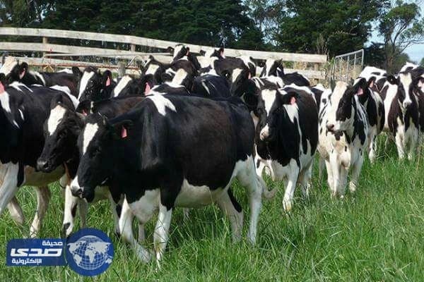 الأزمة التركية الهولندية تطال الأبقار