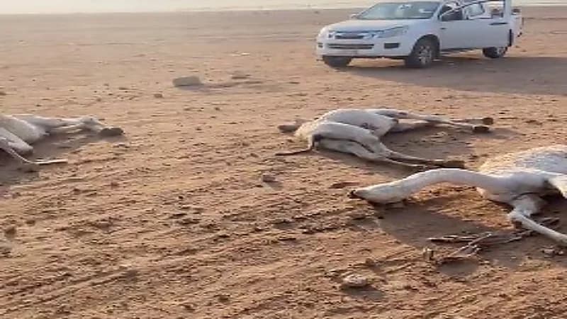 شاهد.. نفوق 22 من إبل الشاعر عبدالله الأكلبي