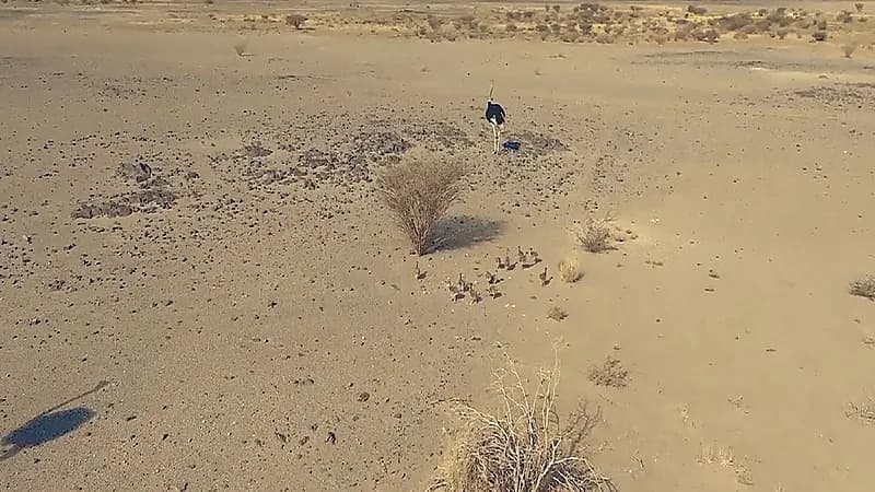 "الحياة الفطرية" تعلن رصد 5 أعشاش للنعام بمحمية الإمام سعود