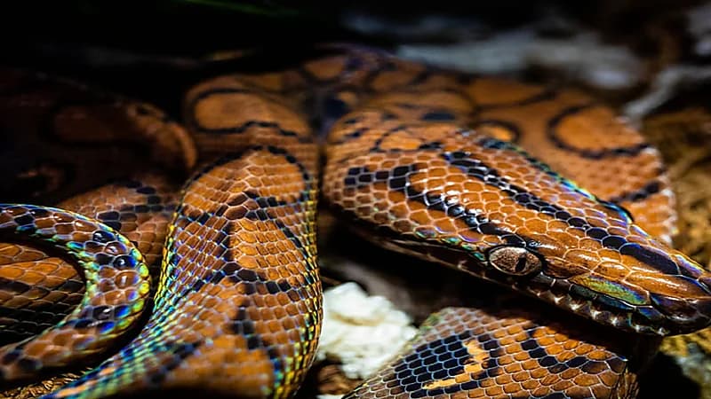 اكتشاف ثعبان برازيلي يتكاثر دون تزاوج