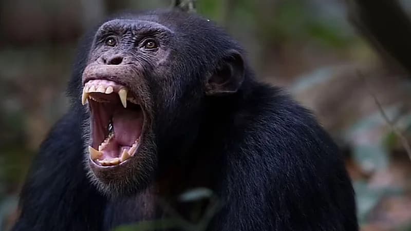 قرد شمبانزي يخطف رضيعة من والدتها ويذبحها ويشوهها بغينيا