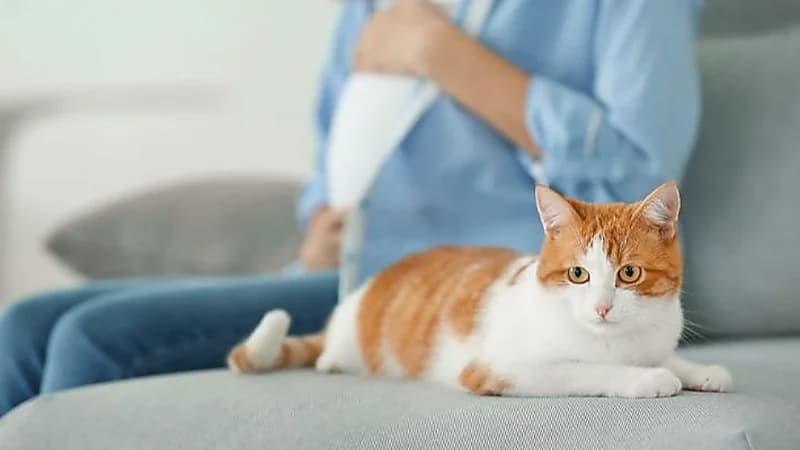 تحذير طبي: القطط قد تشكل خطرًا على الحوامل والجنين