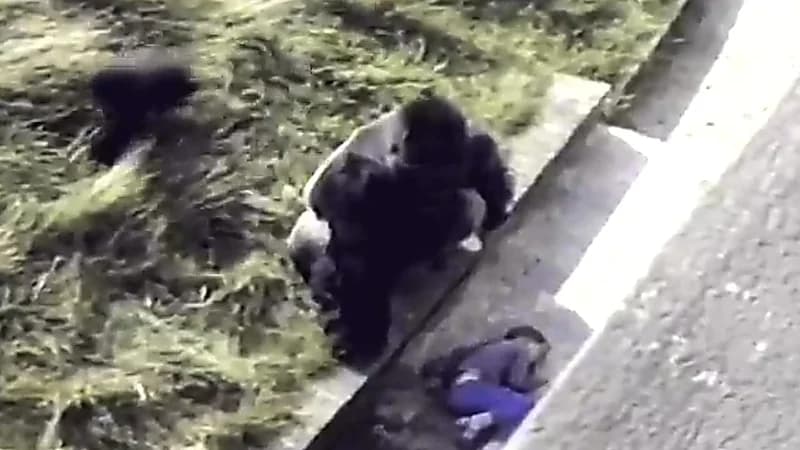 غوريلا تحاول مواساة طفل بعد سقوطه في قفصها .. فيديو