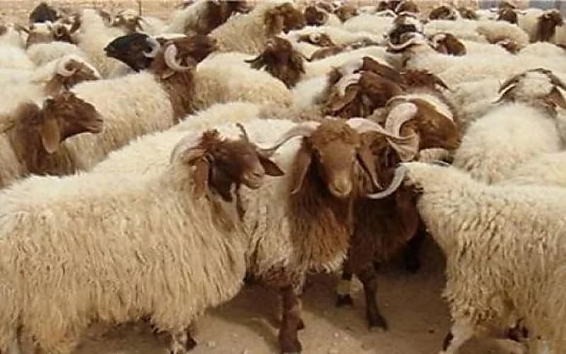 أسعار الأضاحي في المملكة