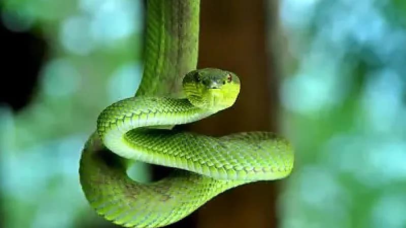 فلبيني يكشف عن طريقته المثيرة في استخدام لدغات الأفاعي لعلاج الأمراض.. فيديو