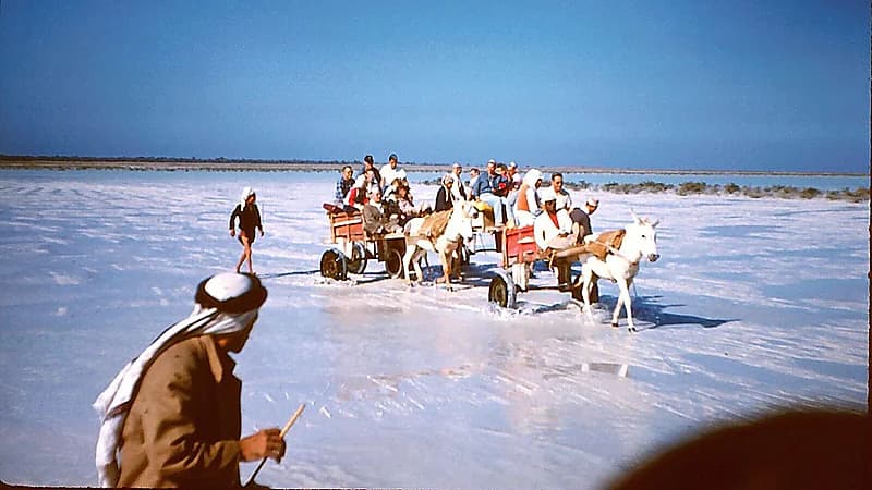 صورة تاريخية نادرة تظهر رحلة زوار أجانب من القطيف إلى تاروت بعربات القاري .. صور