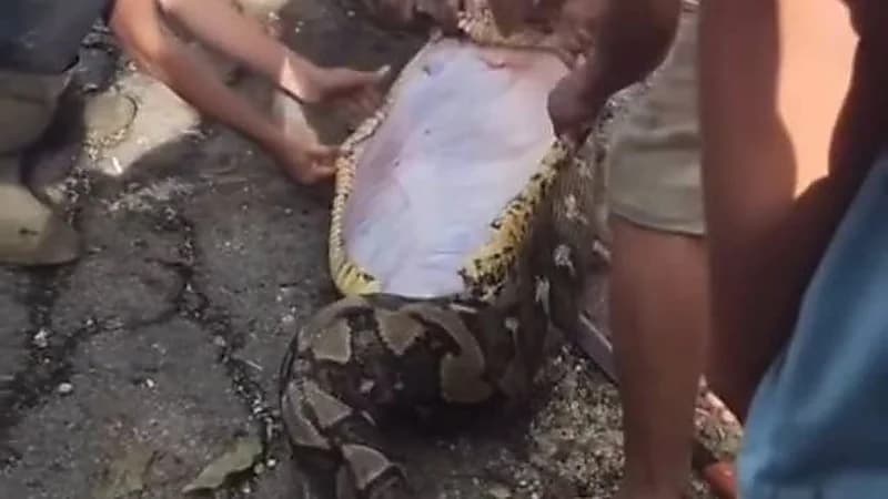 ثعبان عملاق يبتلع مزارعًا ستينيًا في إندونيسيا .. فيديو