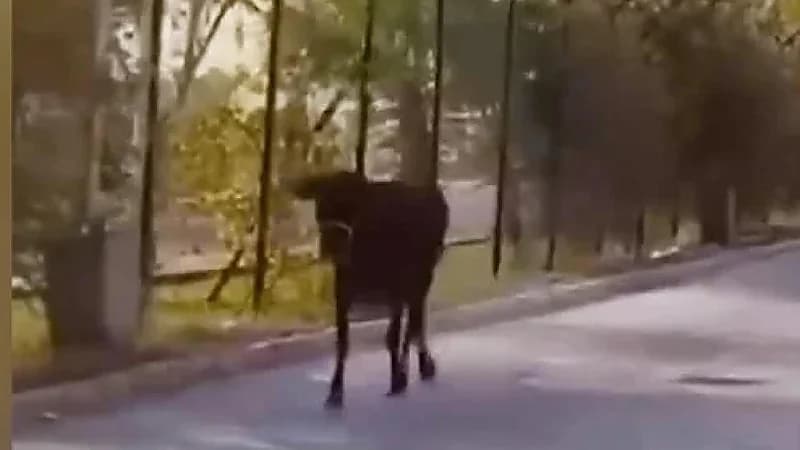 مشهد طريف لبقرة تقتحم مطار النجف الدولي..فيديو