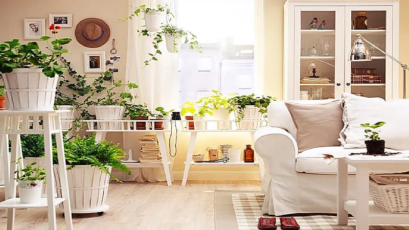 استشارية نفسية: وجود النباتات في المنزل يرفع الثقة في النفس