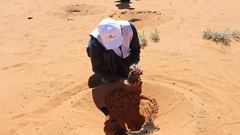 هيئة تطوير محمية الملك سلمان تزرع 400 ألف شتلة بحائل