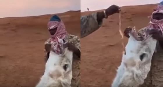 بالفيديو.. طبيب بيطري يوضح مدى صحة علاج هيام الإبل بالأفعى