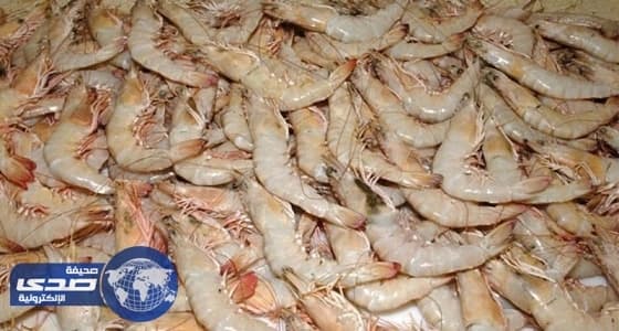 " الربيان " ينعش حركة الصيد في الخليج العربي