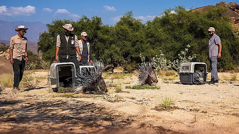 الحياة الفطرية يطلق 10 ظباء ريم و20 من حيوان النيص.. فيديو